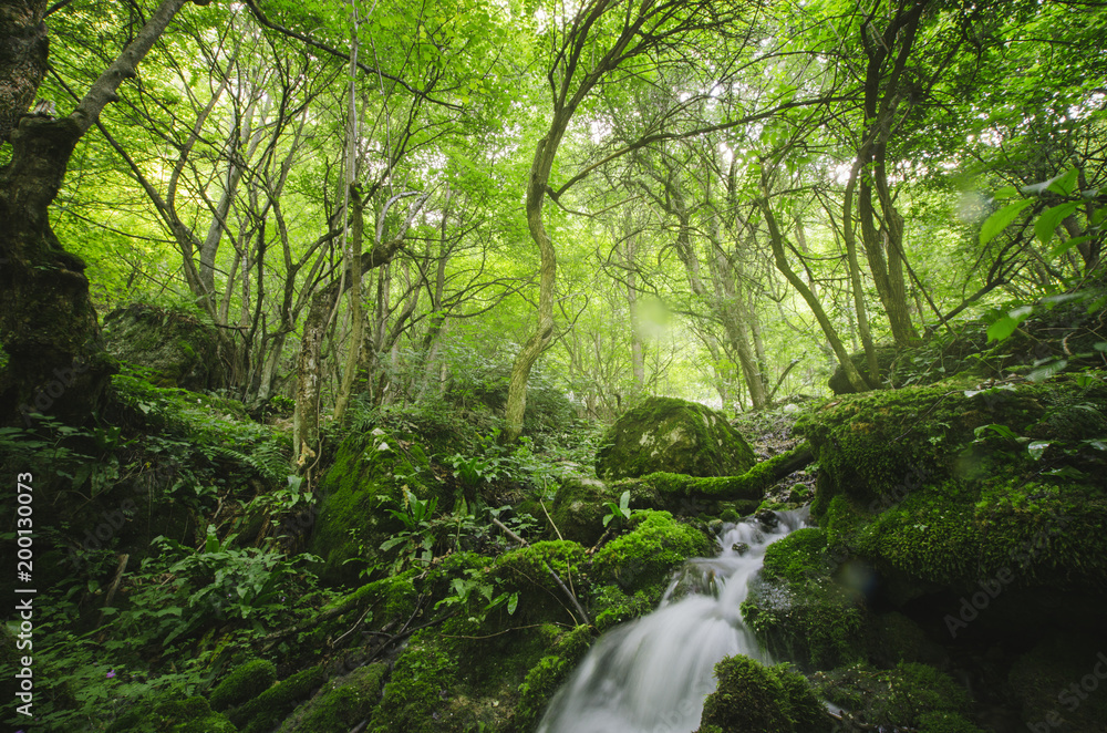 green natural forest river landscape green natural forest river landscape