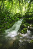 waterfall and lush vegetation in green natural woods