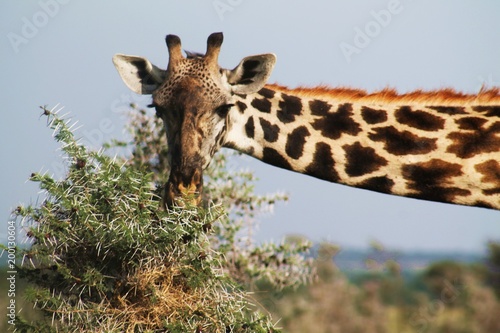 Fototapeta Naklejka Na Ścianę i Meble -  Safari giraffe