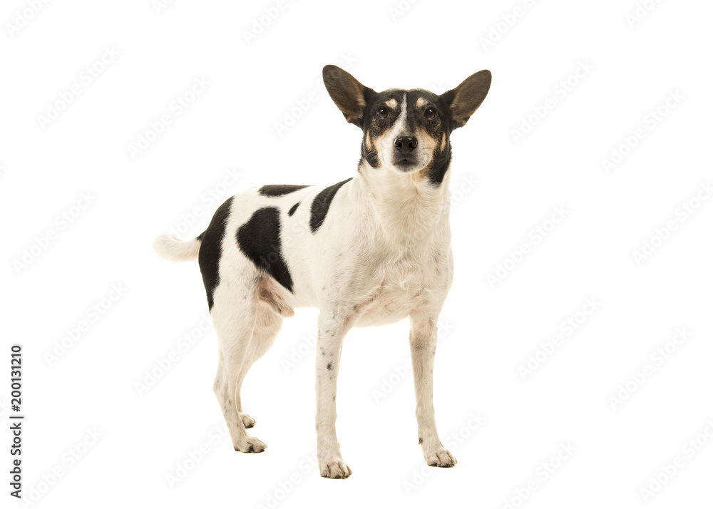 Dutch boerenfox terrier dog standing looking at the camera on a white background
