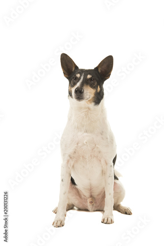 Sitting Dutch boerenfox terrier dog on a white background © Elles Rijsdijk