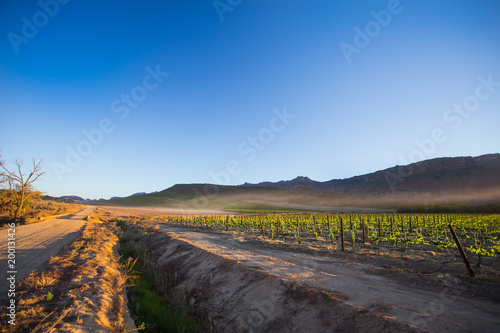 Sunrise at the vineyard in Cederberg Mountains South Africa