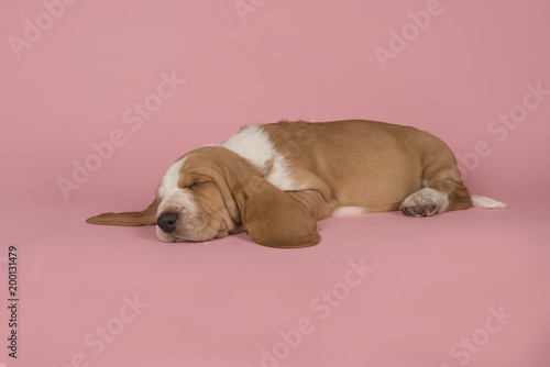 Fototapeta Naklejka Na Ścianę i Meble -  Cute sleeping bicolor basset hound on a pink background