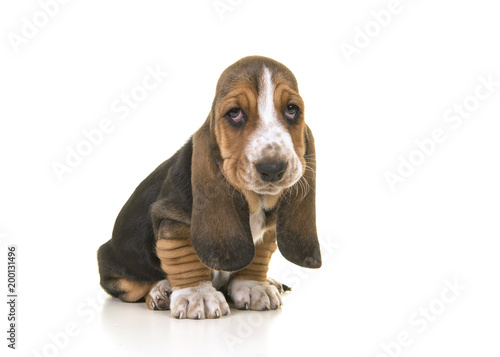 Cute sitting tricolor basset hound puppy looking sad or remorseful isolated on a white background