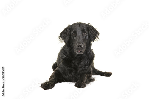 Black flatcoat retriever dog lying down looking at camera seen from the front on a white background