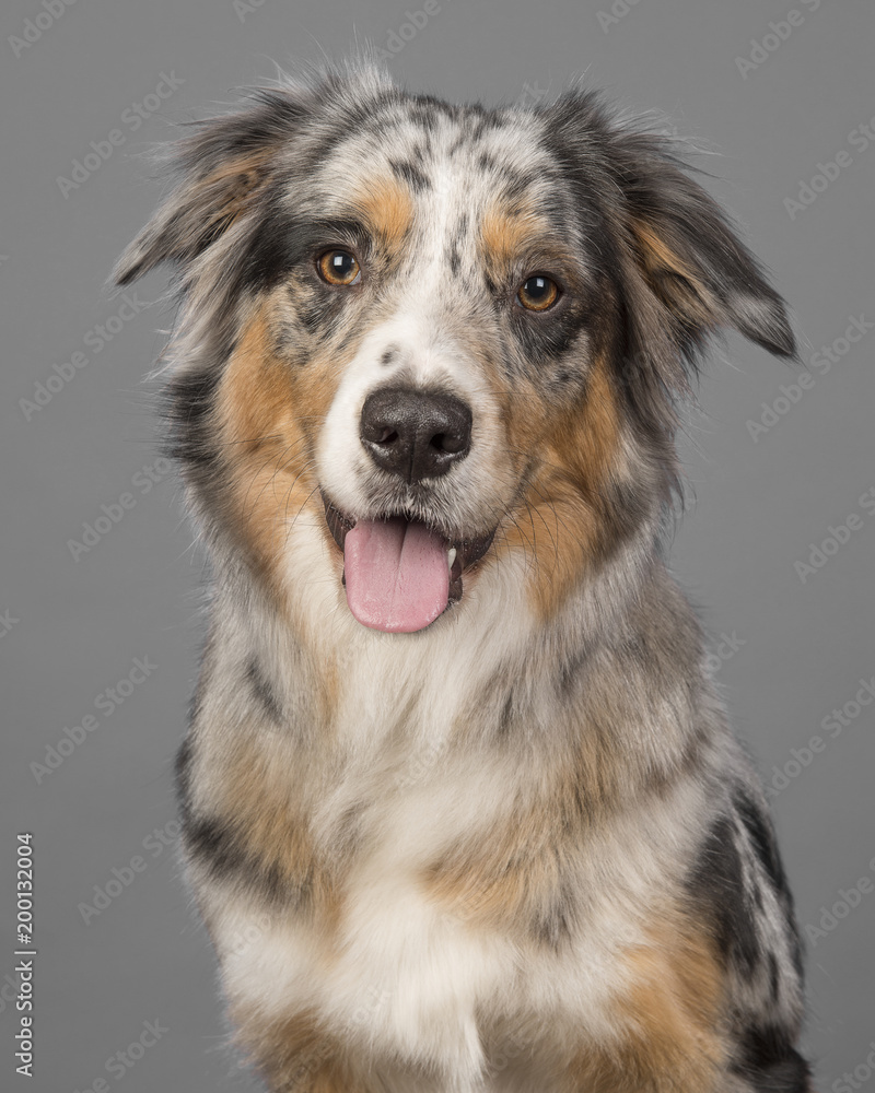 Portrait of a pretty blue merle australian shepherd dog on a grey background