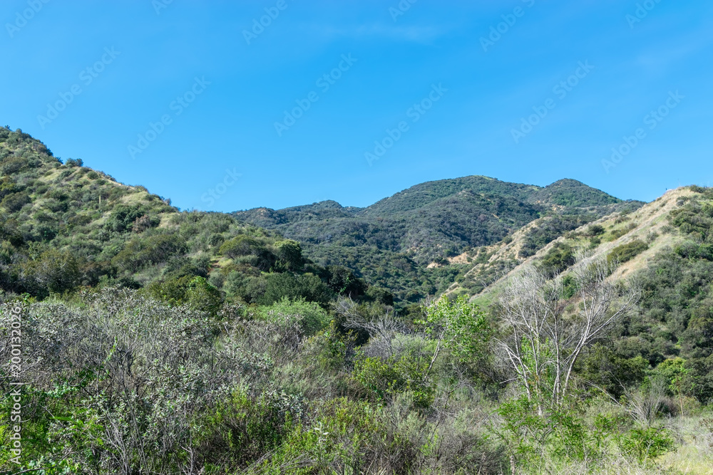 Spring brush grows in Southern California mountains