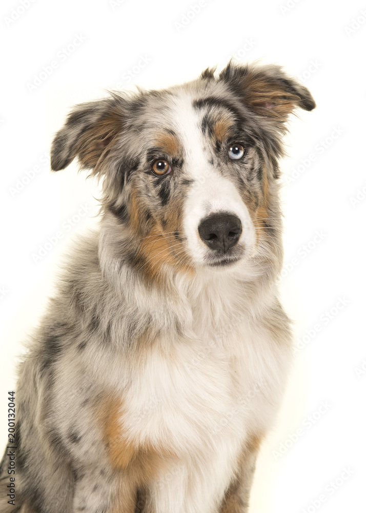 Portrait of a cute blue merle odd eyed australian shepherd dog looking at the camera on a white background
