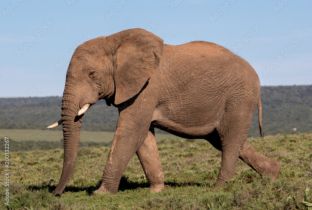 Obraz premium Elephants in Africa