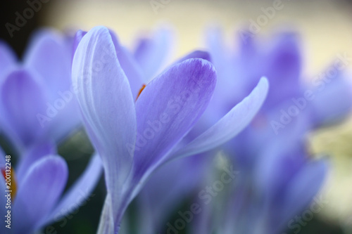 Blue crocuses. Water color forms. Indistinct flower forms of large blue crocuses create a tenderness picture.