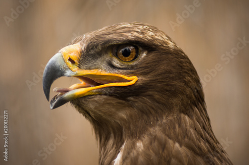 brown eagle animal portrait