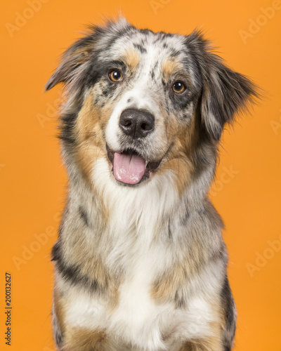 Fototapeta Naklejka Na Ścianę i Meble -  Portrait of a pretty blue merle australian shepherd dog on an orange background