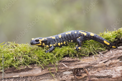 Fire salamender walking on a brench with moss