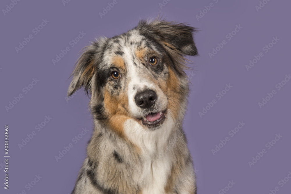 Portrait of a pretty australian shepherd dog on a purple background in a horizontal image