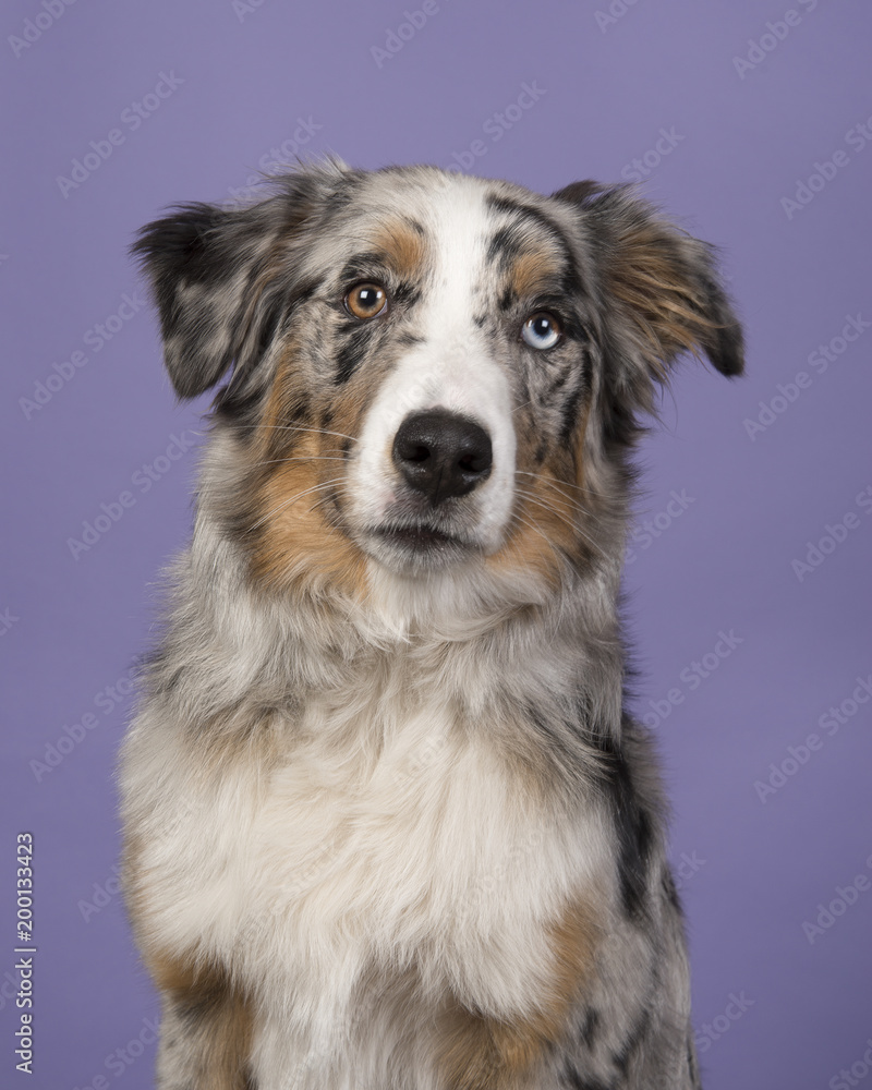 Portrait of an odd eyed pretty blue merle australian shepherd dog on a lavender purple background Portrait of an odd eyed pretty blue merle australian shepherd dog on a lavender purple background