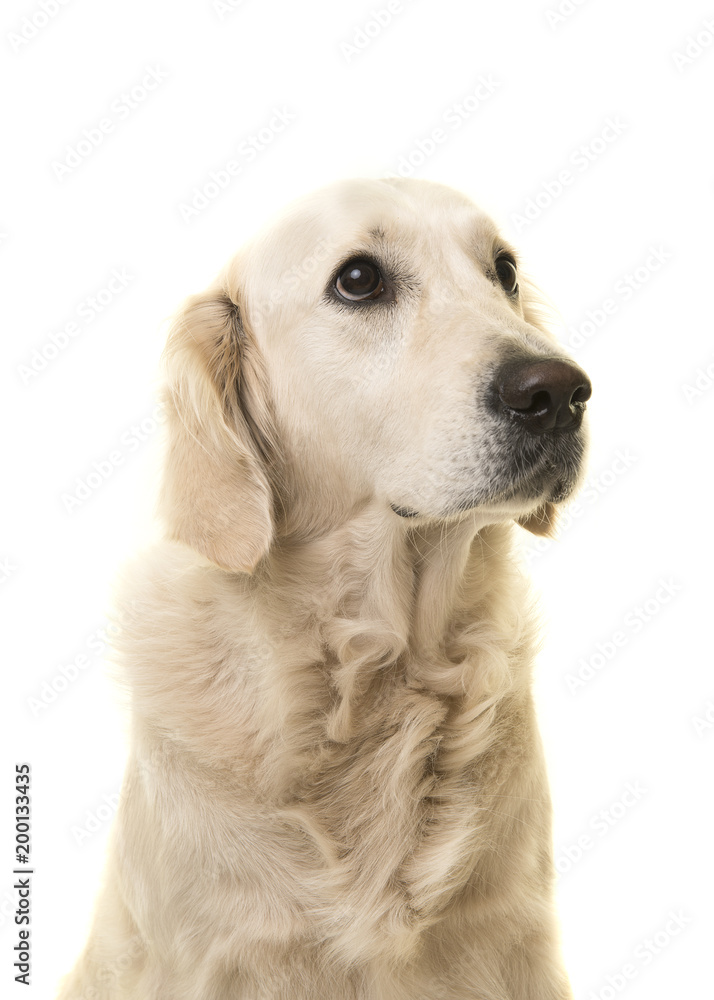 Portrait of a golden retriever looking up isolated on a white background Portrait of a golden retriever looking up isolated on a white background