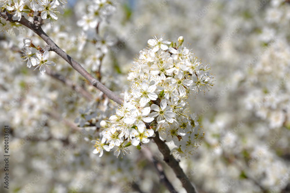 Fruit trees blooming in early spring