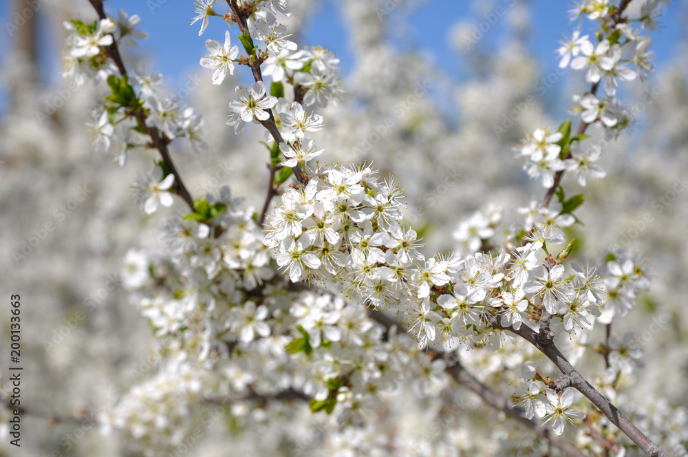 Fruit trees blooming in early spring