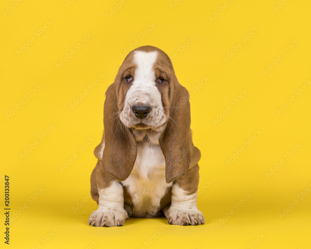 Adorable tan and white basset hound puppy dog sitting on an yellow background