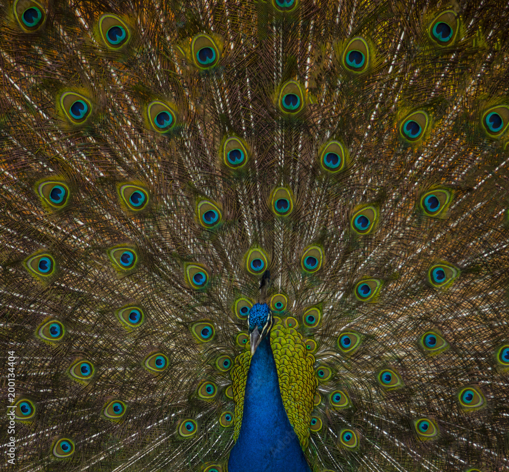 Obraz premium Pavo Real