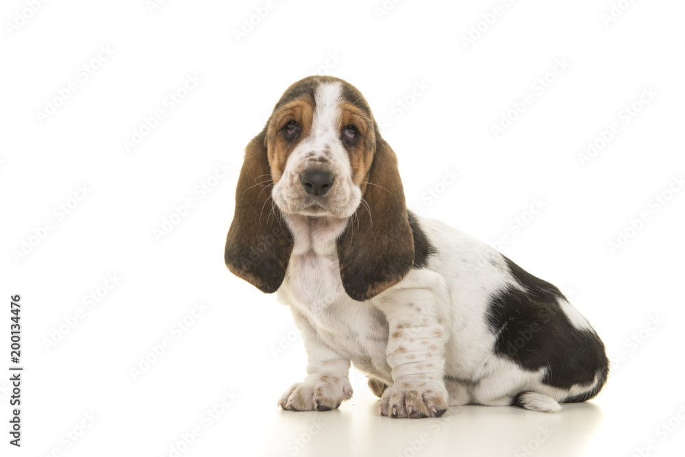 Cute sitting tricolor basset hound puppy looking at the camera isolated on a white background seen from the side Cute sitting tricolor basset hound puppy looking at the camera isolated on a white background seen from the side