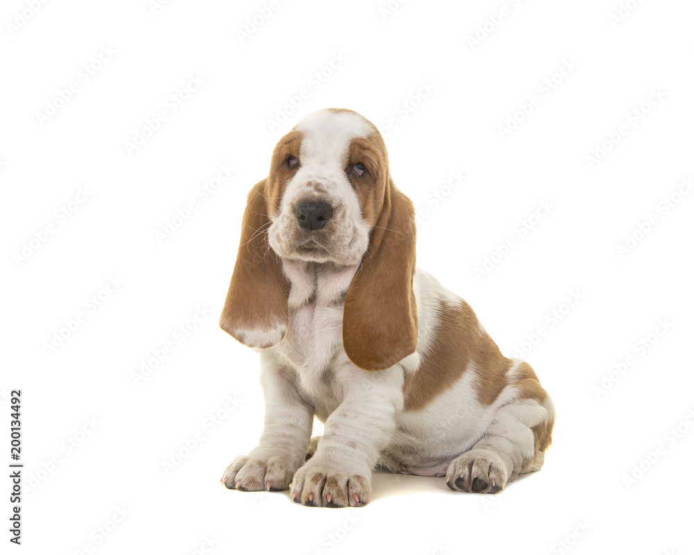 Cute sitting tan and white basset hound puppy looking at the camera isolated on a white background