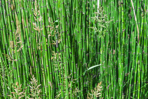 Green reed background close up