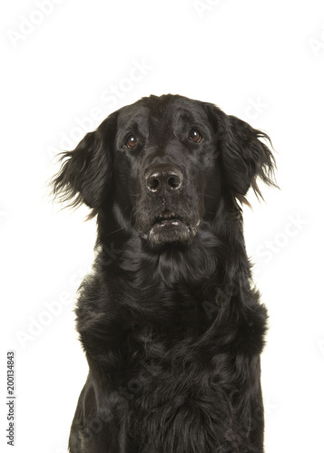 Fototapeta Naklejka Na Ścianę i Meble -  Portrait of a black flatcoat retriever dog looking up isolated  on a white background