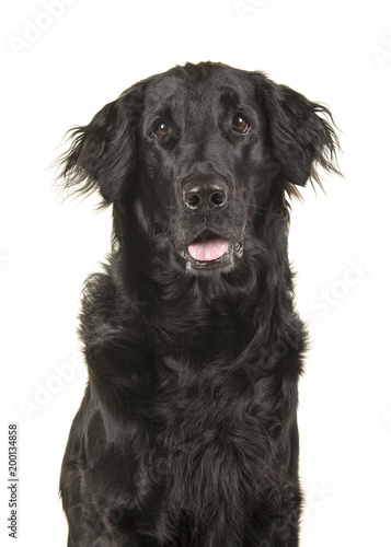Portrait of a black flatcoat retriever dog isolated on a white background with mouth open
