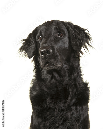 Portrait of a black flatcoat retriever dog looking up and sideways on a white background