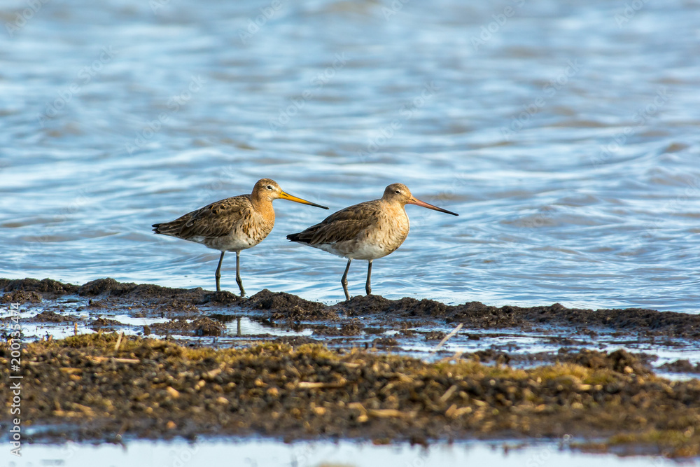 Fototapeta premium Black tailed godwits in the water,Sweden