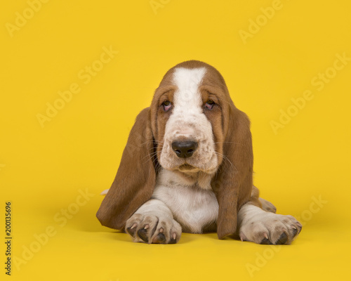 Cute tan and white basset hound lying down on a yellow background