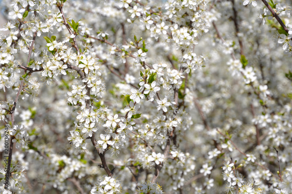 Fruit trees blooming in early spring Fruit trees blooming in early spring