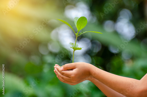 In the hands of trees growing seedlings. Bokeh green Background Female hand holding tree on nature field grass Forest conservation concept