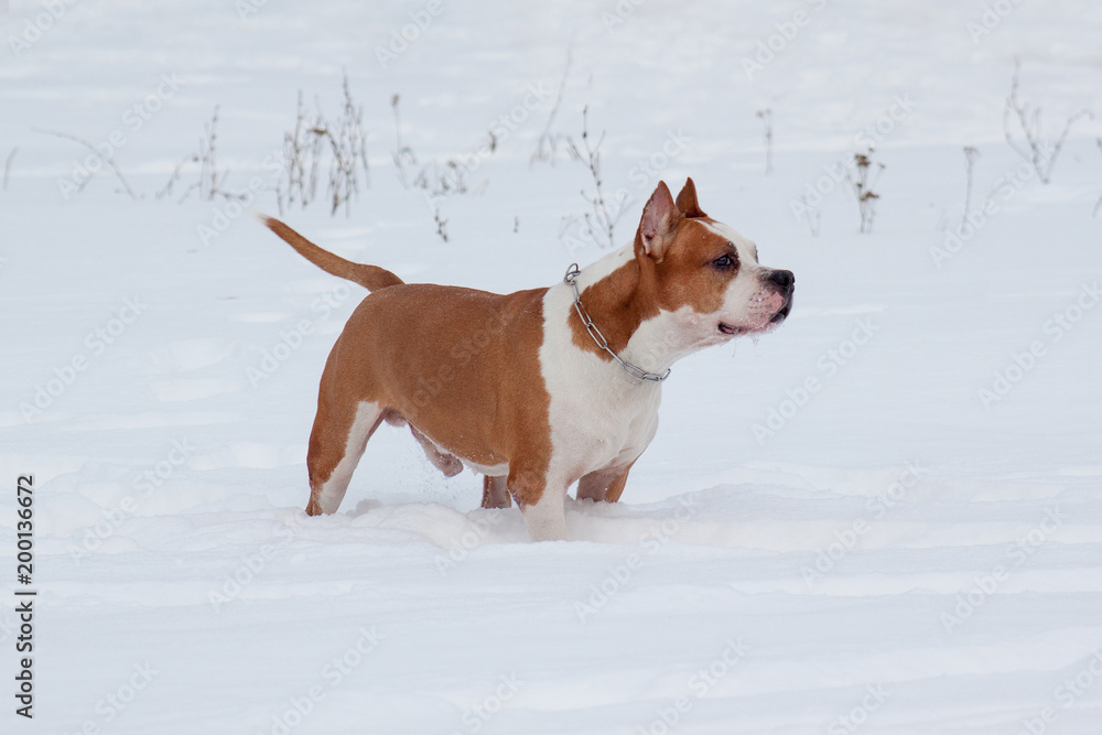 American staffordshire terrier is standing on a white snow.