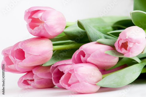 Group of pink tulips are lying on white background.