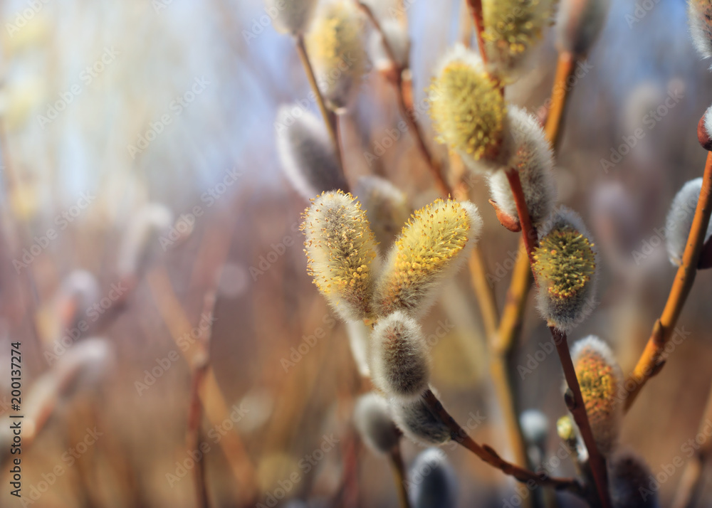 Flowering branch of a pussy-willow close-up Flowering branch of a pussy-willow close-up