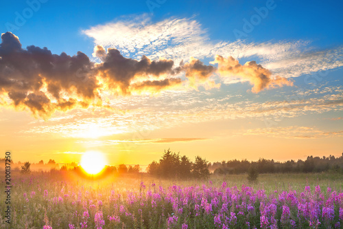 rural landscape with sunrise  and  blossoming meadow