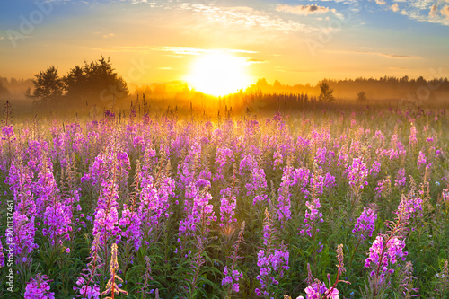 landscape with sunrise and blossoming meadow purple flowers