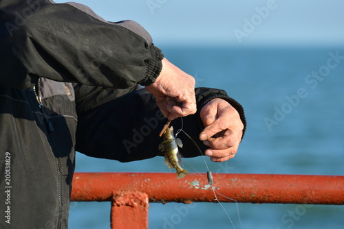 The man took the fish to the fishing pole and held it in his hands trying to free it from the hook. photo