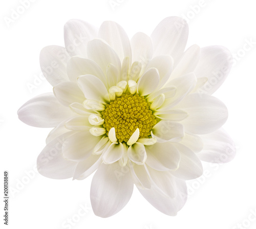 Daisy (camomile , marguerite, chamomile) isolated on white background with clipping path © A_Skorobogatova