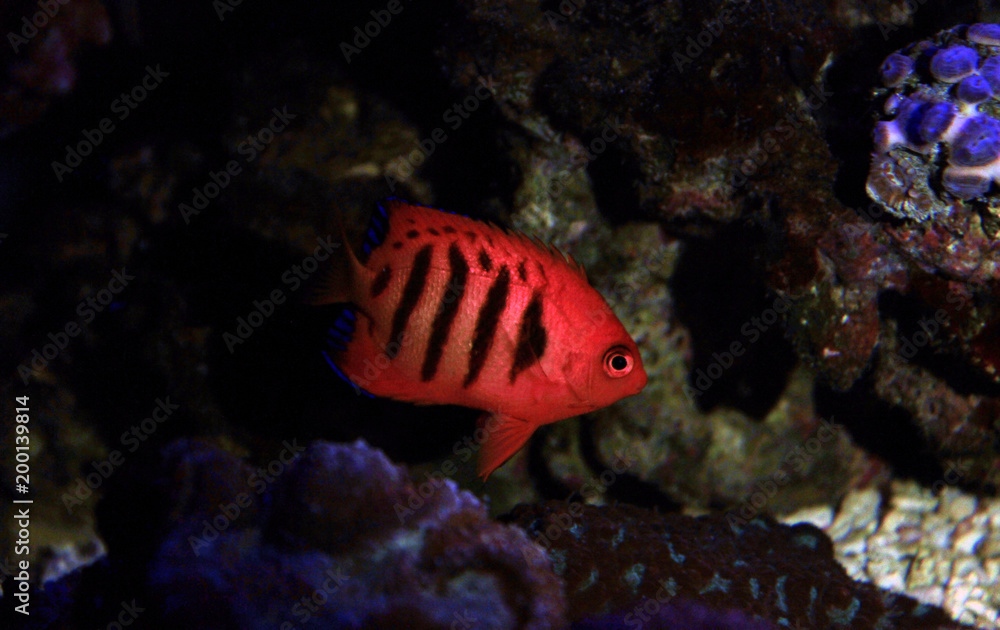 Red stripped flame angelfish