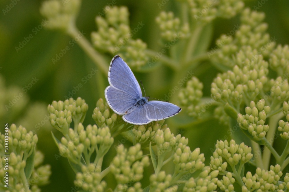 butterfly butterfly