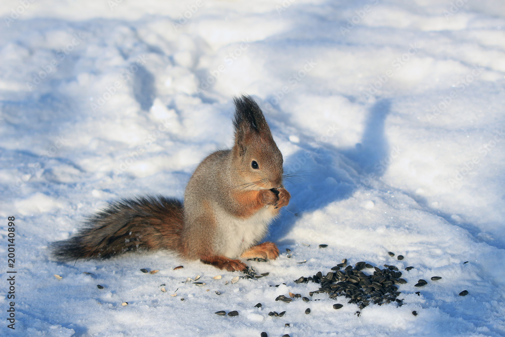 squirrel in winter park on white snow eating sunflower seeds squirrel in winter park on white snow eating sunflower seeds