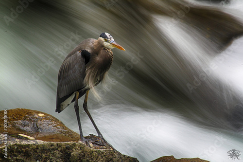 Blue Heron at McCloud Falls photo