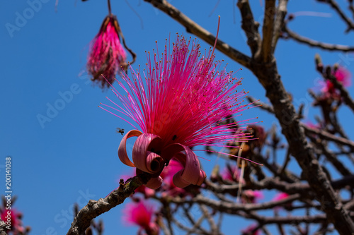 Pink, rosa farbene, lustige Pseudobombax, Nahaufnahme, mit Ästen, Bombax, Baum, Blüte, Mexiko, Malinalco, Trockenheit, blau, Hintergrund, Himmel