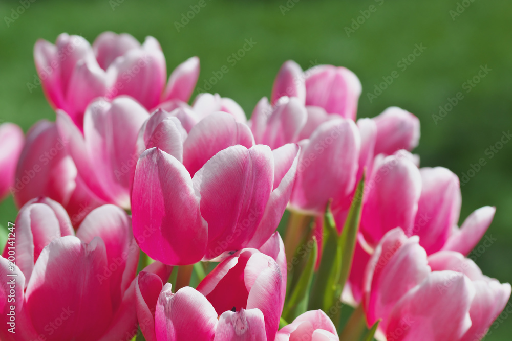 Fototapeta premium Tulpen rosa vor Wiese