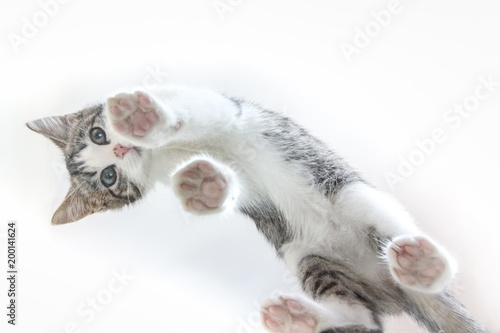 Canvas Print Cute cat