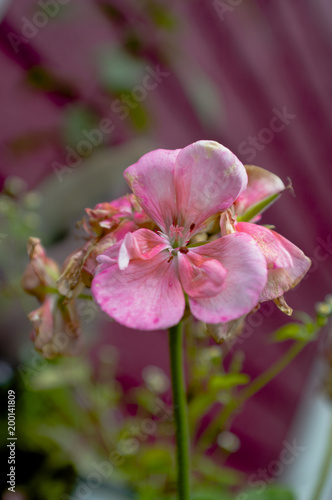 petalo rosa