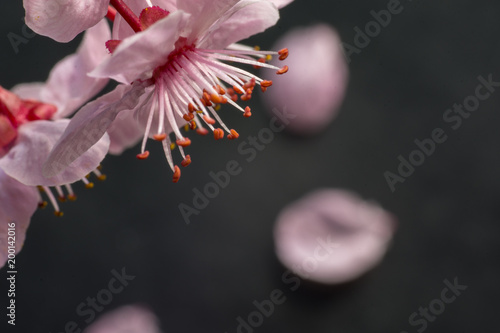 Pink cherry flowers blooming with branch on a black background © George
